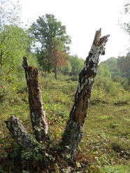 Oct 2013: 5C heathland